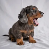 Cody AKC, a male Miniature Dachshund for sale in Millersburg, OH – 6 of 9