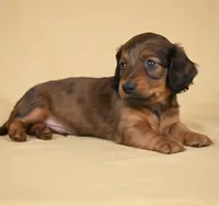 Rolo AKC, a male Miniature Dachshund for sale in Millersburg, OH – 1 of 9