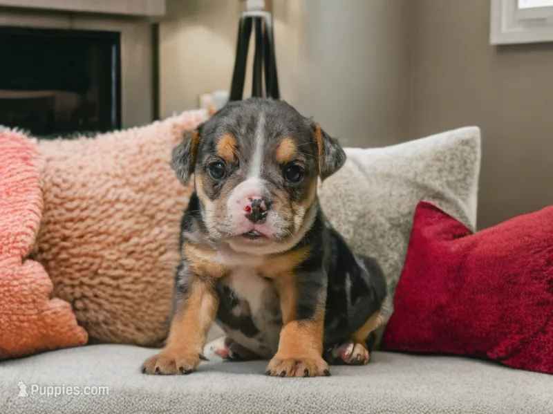 Mindy (mini) – English Bulldog, Puggle puppy for sale in Millersburg, OH