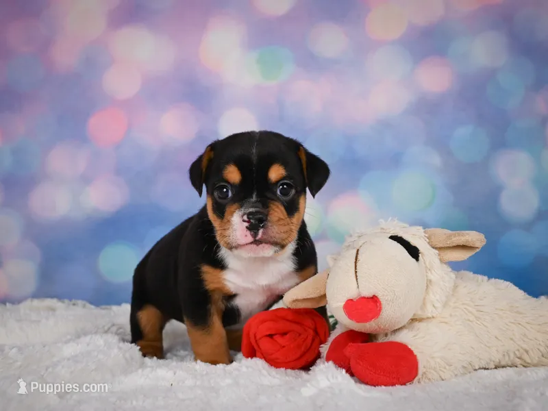 Buddy (mini) – English Bulldog, Puggle puppy for sale in Millersburg, OH