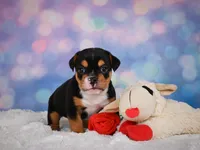 Buddy (mini), a male English Bulldog and Puggle for sale in Millersburg, OH – 6 of 10