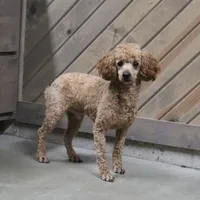 Jake, a male Cavapoo for sale in Millersburg, OH – 10 of 10