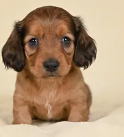 Remmi AKC, a female Miniature Dachshund for sale in Millersburg, OH – 3 of 9