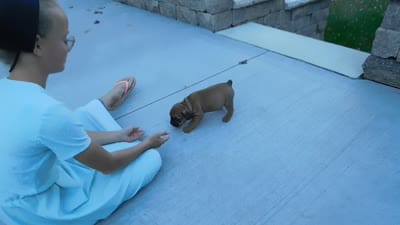 Darla, a female English Bulldog and Puggle for sale in Millersburg, OH – 9 of 10
