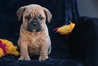 Bruno, a male English Bulldog and Puggle for sale in Millersburg, OH – 7 of 10