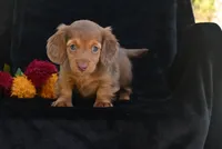 AKC Ruby, a female Miniature Dachshund for sale in Millersburg, OH – 3 of 10