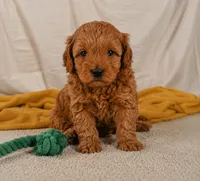 Jasper, a male Cavapoo for sale in Millersburg, OH – 6 of 9