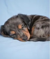Bella AKC, a female Miniature Dachshund for sale in Millersburg, OH – 3 of 9