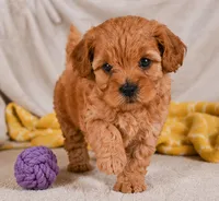 Mila, a female Cavapoo for sale in Millersburg, OH – 1 of 7