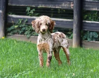 Lucy, a female Miniature Goldendoodle for sale in Millersburg, OH – 8 of 9