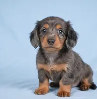 Bella AKC, a female Miniature Dachshund for sale in Millersburg, OH – 7 of 9
