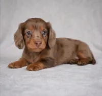 Rose AKC, a female Miniature Dachshund for sale in Millersburg, OH – 4 of 9