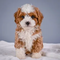 Teddy, a male Cavapoo for sale in Millersburg, OH – 6 of 8
