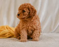 Macy, a female Cavapoo for sale in Millersburg, OH – 6 of 7