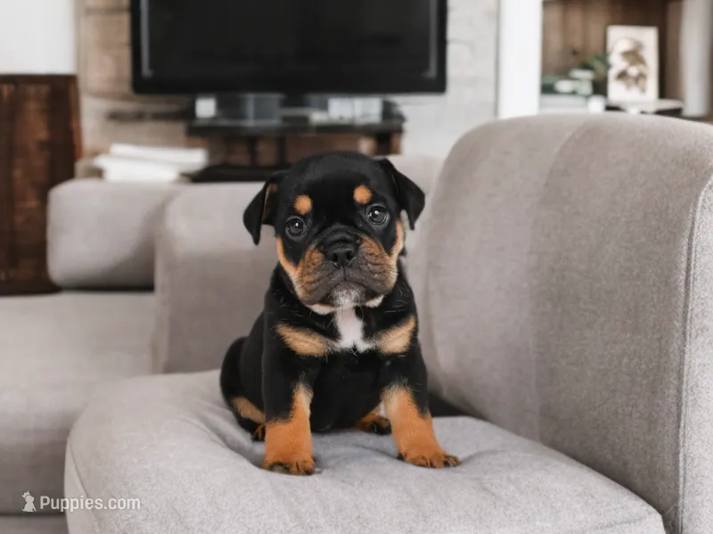 Addi (mini) – English Bulldog, Puggle puppy for sale in Millersburg, OH