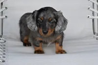AKC Pearl, a female Miniature Dachshund for sale in Millersburg, OH – 6 of 9