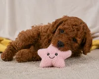Jake, a male Cavapoo for sale in Millersburg, OH – 2 of 10