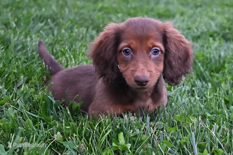  AKC Alice – Miniature Dachshund puppy for sale in Millersburg, OH