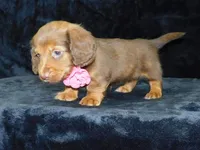  AKC Alice, a female Miniature Dachshund for sale in Millersburg, OH – Photo 5 of 10
