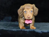  AKC Alice, a female Miniature Dachshund for sale in Millersburg, OH – Photo 4 of 10