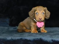  AKC Alice, a female Miniature Dachshund for sale in Millersburg, OH – Photo 7 of 10