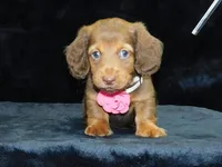  AKC Alice, a female Miniature Dachshund for sale in Millersburg, OH – Photo 6 of 10