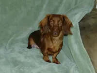  AKC Alice, a female Miniature Dachshund for sale in Millersburg, OH – Photo 9 of 10