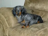  AKC Alice, a female Miniature Dachshund for sale in Millersburg, OH – Photo 10 of 10