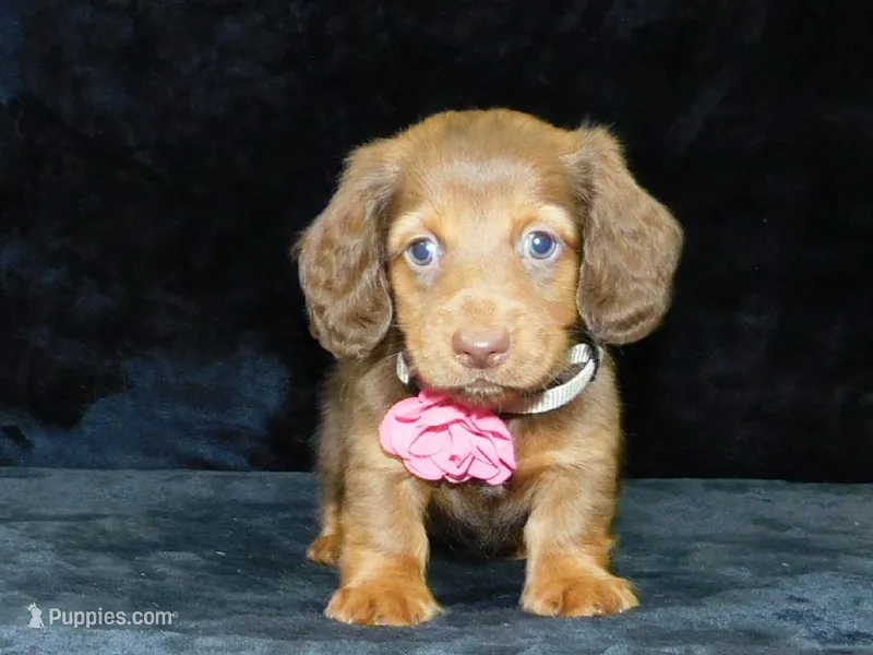  AKC Alice – Miniature Dachshund puppy for sale in Millersburg, OH