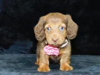  AKC Alice, a female Miniature Dachshund for sale in Millersburg, OH – Photo 1 of 10