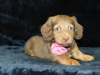  AKC Alice, a female Miniature Dachshund for sale in Millersburg, OH – Photo 2 of 10