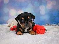 Addi (mini), a female English Bulldog and Puggle for sale in Millersburg, OH – 6 of 9