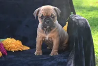 Darla, a female English Bulldog and Puggle for sale in Millersburg, OH – 3 of 10