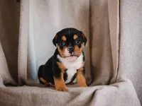 Buddy (mini), a male English Bulldog and Puggle for sale in Millersburg, OH – 5 of 10