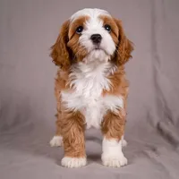 Reno, a male Cavapoo for sale in Millersburg, OH – 7 of 9