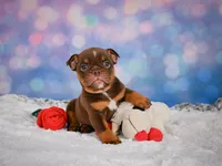 Chloe (mini), a female English Bulldog and Puggle for sale in Millersburg, OH – 5 of 10