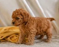 Macy, a female Cavapoo for sale in Millersburg, OH – 4 of 7