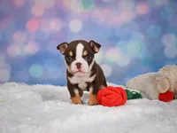 Claire (mini), a female English Bulldog and Puggle for sale in Millersburg, OH – 8 of 10