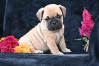 Buddy, a male English Bulldog and Puggle for sale in Millersburg, OH – 7 of 10