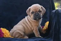 Ann, a female English Bulldog and Puggle for sale in Millersburg, OH – 2 of 10