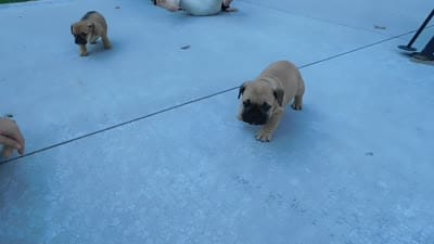 Buddy, a male English Bulldog and Puggle for sale in Millersburg, OH – 10 of 10