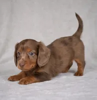 Rose AKC, a female Miniature Dachshund for sale in Millersburg, OH – 5 of 9