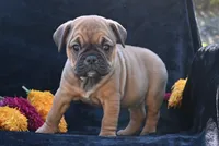 Darla, a female English Bulldog and Puggle for sale in Millersburg, OH – 5 of 10
