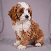 Duke, a male Cavapoo for sale in Millersburg, OH – 3 of 9