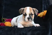 Jax, a male English Bulldog and Puggle for sale in Millersburg, OH – 5 of 10
