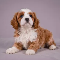 Duke, a male Cavapoo for sale in Millersburg, OH – 2 of 9