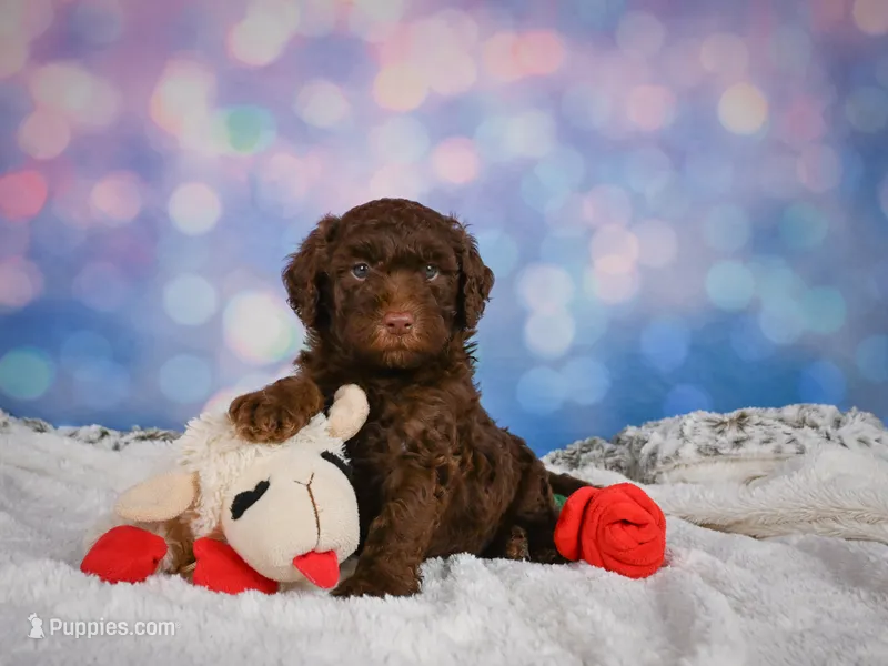 Benji – Miniature Goldendoodle puppy for sale in Millersburg, OH