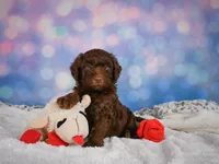 Benji, a male Miniature Goldendoodle for sale in Millersburg, OH – 5 of 8