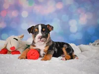 Mia (Mini), a female English Bulldog and Puggle for sale in Millersburg, OH – 8 of 10
