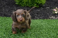 AKC Rowdy, a male Miniature Dachshund for sale in Millersburg, OH – 4 of 10